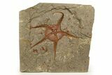 Detailed Ordovician Brittle Star (Ophiura) With Carpoids - Morocco #338990-1